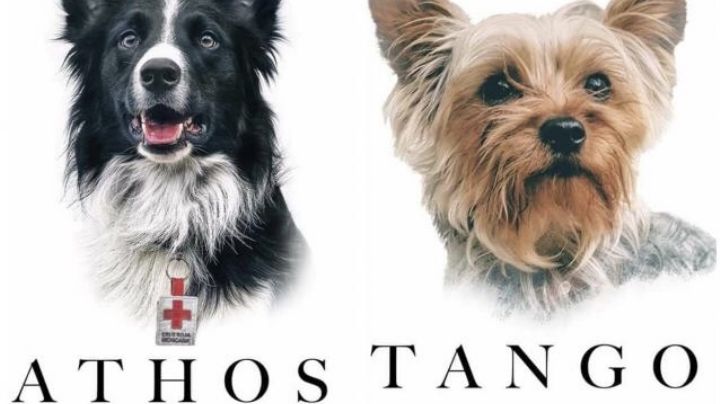 Indignante: Envenenan a 2 perros rescatistas en Querétaro y exigen justicia