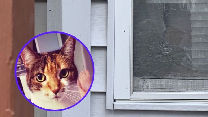 Gatito es asesinado a balazos por sujetos que abrieron fuego contra una vivienda