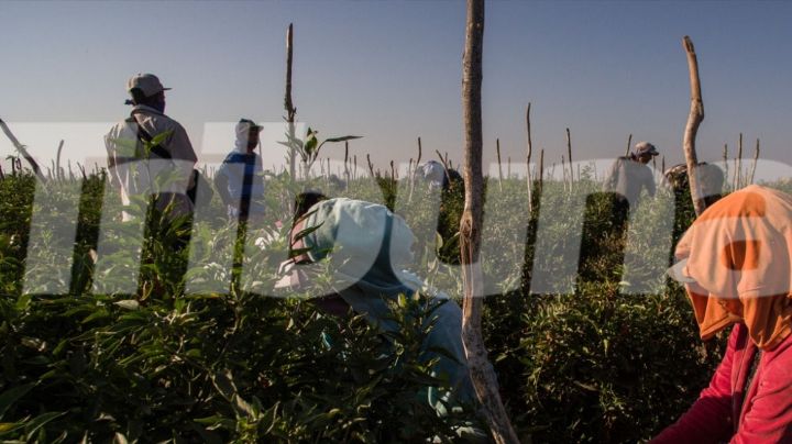 Empleados del campo en Guaymas y Empalme regresan a sus ciudades de origen tras temporada