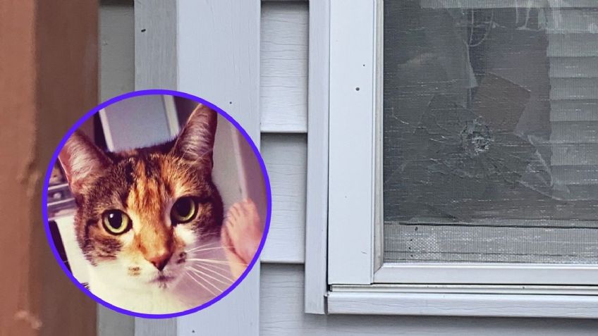 Gatito es asesinado a balazos por sujetos que abrieron fuego contra una vivienda