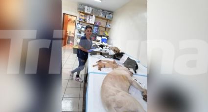 Animalistas en riesgo de quedarse sin jornadas de esterilización en Guaymas