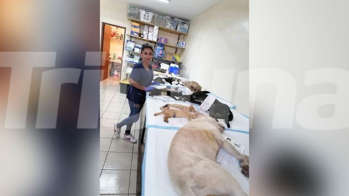 Animalistas en riesgo de quedarse sin jornadas de esterilización en Guaymas