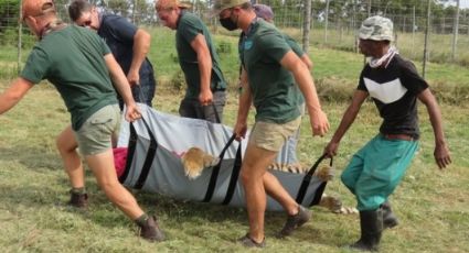 Tigre siberiano mata a un empleado de Seaview Predator Park; le rompió el cuello