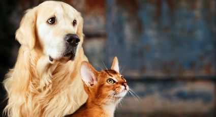 Cuida de tus mascotas con los productos para perros y gatos de Farmacias Guadalajara