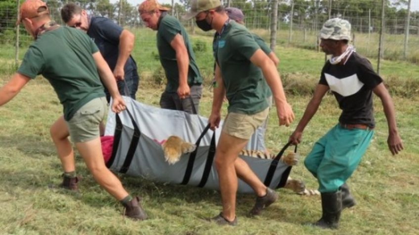Tigre siberiano mata a un empleado de Seaview Predator Park; le rompió el cuello