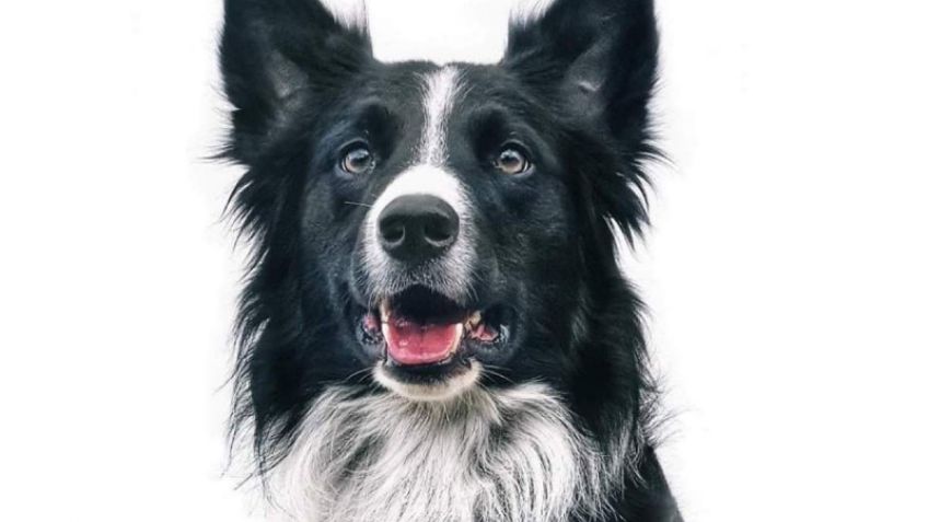 Cruz Roja busca promover la Ley Athos; tendría penas más severas contra el maltrato animal