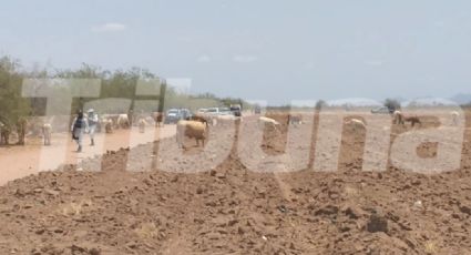 Sonora: Con el 'tiro de gracia', sicarios ejecutan a trabajador agrícola en el Valle de Empalme