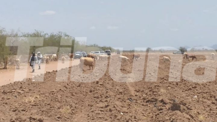 Sonora: Con el 'tiro de gracia', sicarios ejecutan a trabajador agrícola en el Valle de Empalme