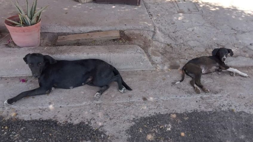 Ante la gran ola de calor, perros deben estar hidratados y en la sombra, según expertos