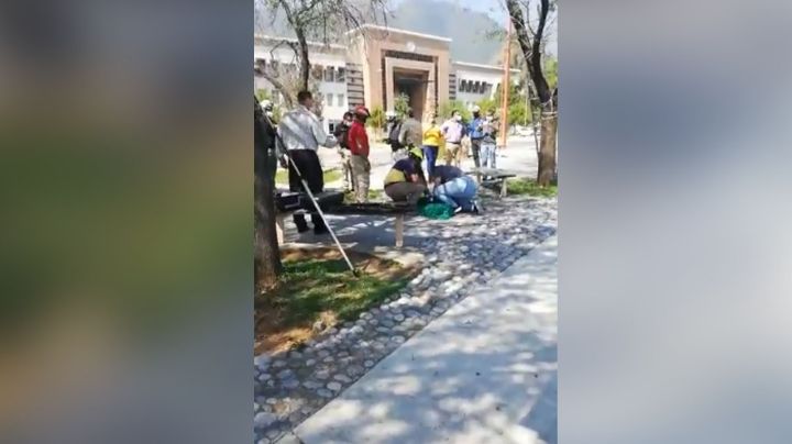 Un cachorro de oso sobre un árbol causa terror en la Universidad Autónoma de Nuevo León