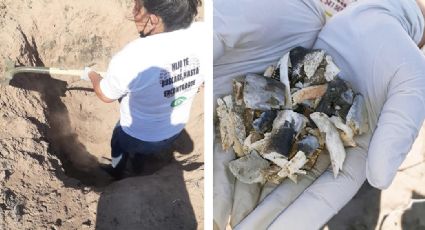 Sonora: Descubren restos humanos sepultados en fosa clandestina de Villa Juárez