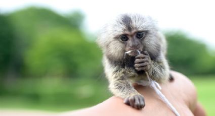 Crueldad animal: Dejan morir a un simio bebé en su auto mientras van a un parque acuático