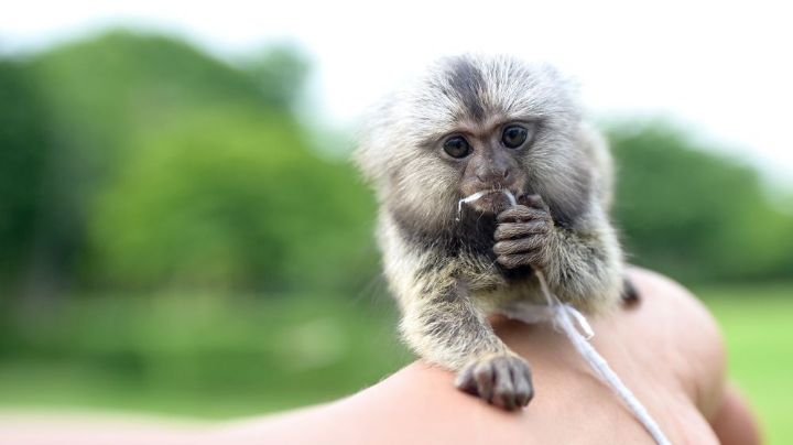 Crueldad animal: Dejan morir a un simio bebé en su auto mientras van a un parque acuático