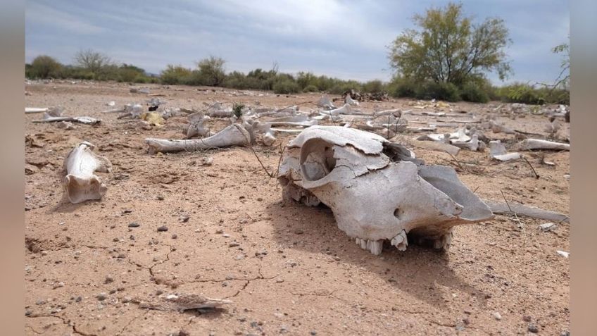 Gobierno Federal destinará apoyos a la ganadería y agricultura por 299mdp