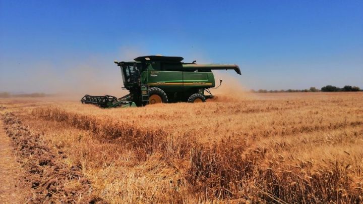 Aoass ha dado por finalizado las trillas en el sur de Sonora