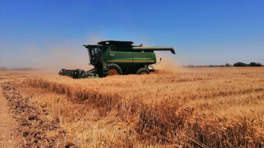 Aoass ha dado por finalizado las trillas en el sur de Sonora