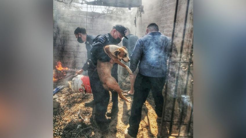 En Hermosillo, policías estatales le salvan a la vida a un perro tras incendio en domicilio