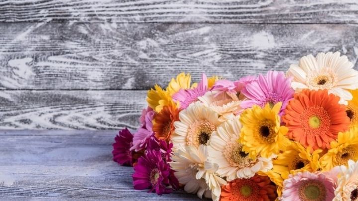 Descubre los maravillosos usos de la gerbera y enamórate de estas coloridas flores