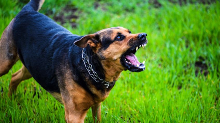 Perro encadenado ataca a bebé de 19 meses al norte Sonora; su vida corre peligro