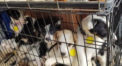 ¡Los dejó morir! Encuentran 20 perritos sin vida en una van sin calefacción en un día cálido