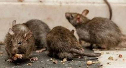 Reportan primer caso de hantavirus en Michigan; causa una grave enfermedad pulmonar