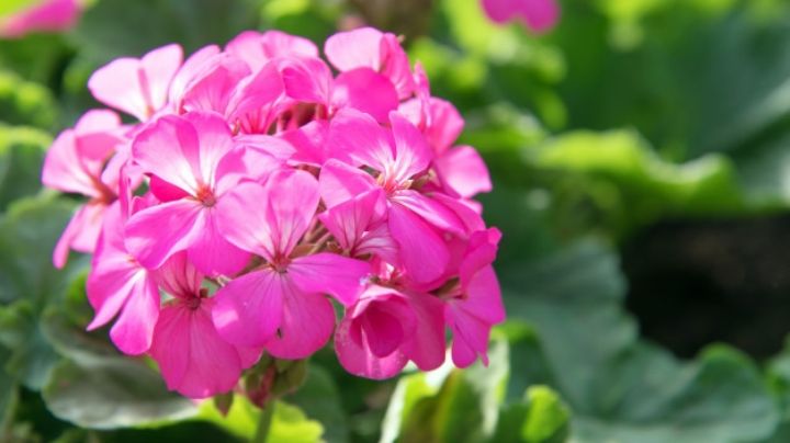 Sorpréndete con el poder de la naturales gracias a los usos de las flores de geranio