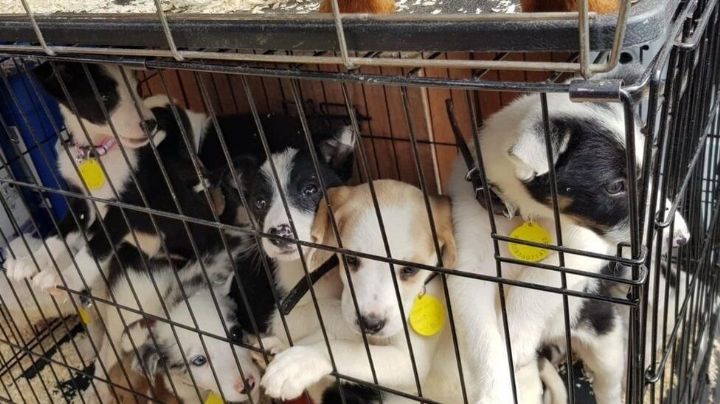 ¡Los dejó morir! Encuentran 20 perritos sin vida en una van sin calefacción en un día cálido