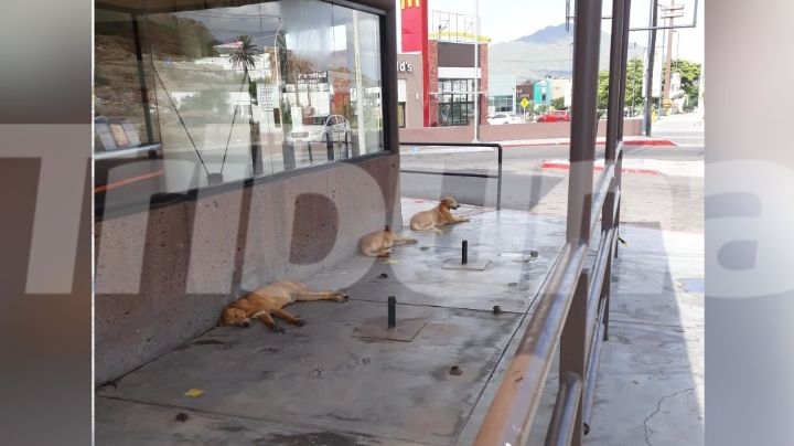 Denuncian un incremento de la presencia de perros de la calle en Guaymas