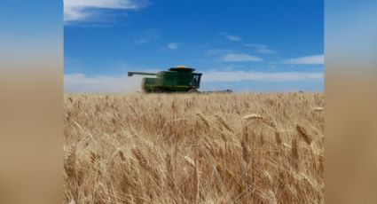 La cosecha de trigo del valle del mayo reporta buenos resultados