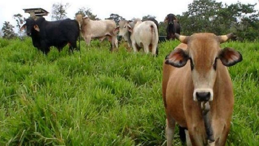 Sonora: Tras sequía, el exceso de agua podría afectar al ganado, según expertos