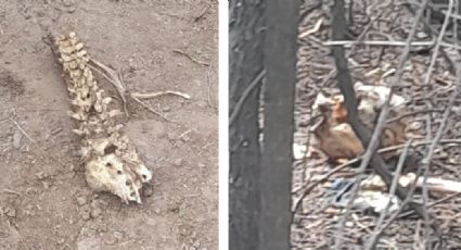 Escalofriante: Vecinos descubren huesos humanos junto a camino de terracería en Cajeme