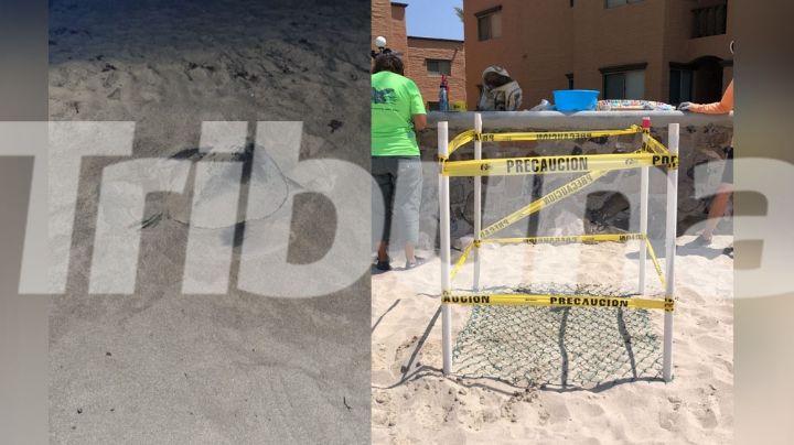 Desoves de tortugas en puerto de Guaymas están en riesgo por venta ilícita y daños