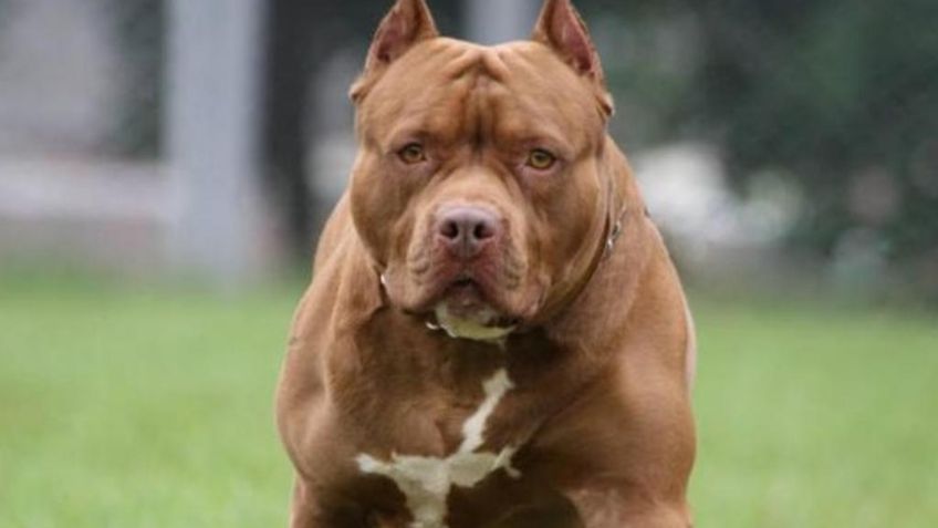 CDMX: Muere niño de 7 años atacado por par de pitbulls; su padres estaban en la tienda