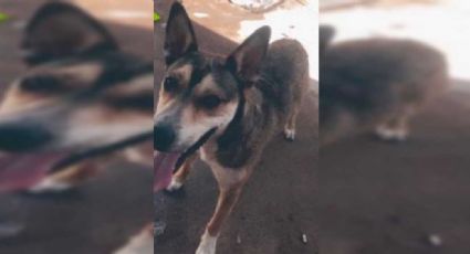(VIDEO) Chihuahua exige justicia para Max, un perro asesinado por una agente de la Fiscalía