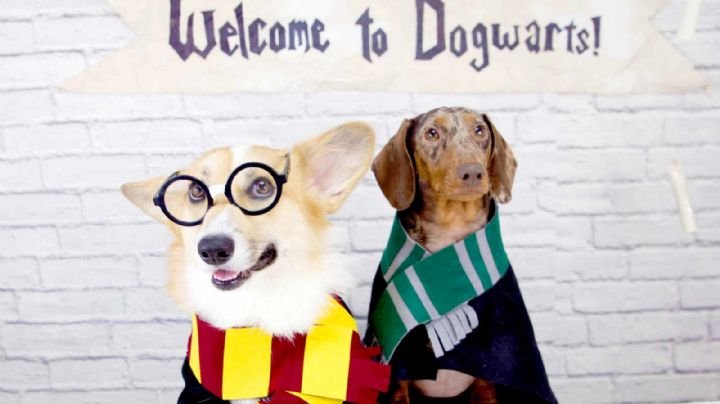 Deja que la magia invada a tu perro con estos nombres inspirados en famosos magos y brujas