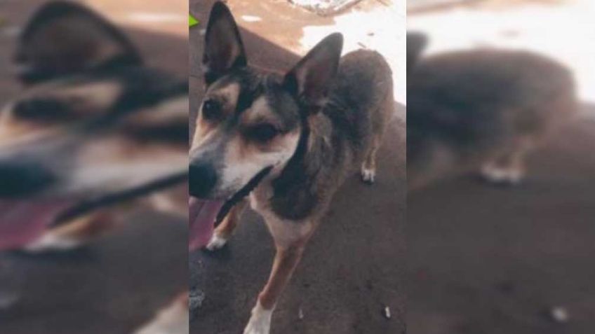 (VIDEO) Chihuahua exige justicia para Max, un perro asesinado por una agente de la Fiscalía