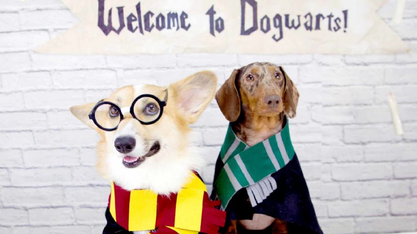 Deja que la magia invada a tu perro con estos nombres inspirados en famosos magos y brujas