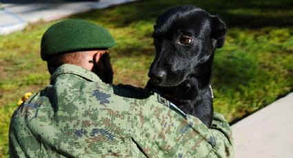 El Ejército Mexicano rescata a perros abandonados para detectar Covid-19 en el aeropuerto de Santa Lucía