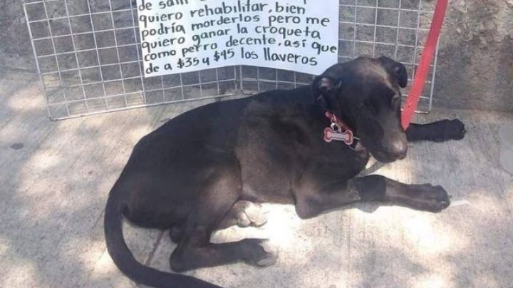 FOTO: Perro emprendedor se hace viral en Facebook: Vende llaveros para comprar su alimento
