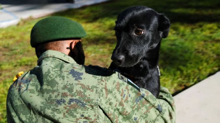 El Ejército Mexicano rescata a perros abandonados para detectar Covid-19 en el aeropuerto de Santa Lucía