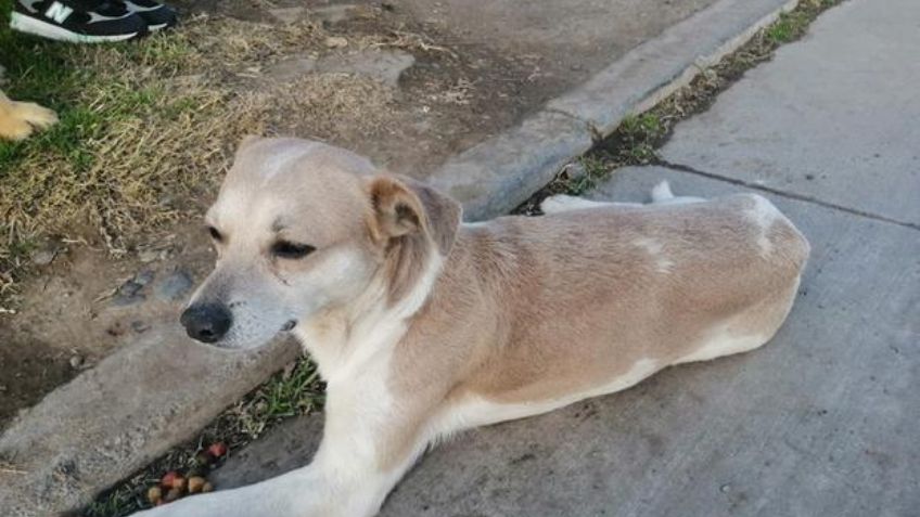 Servidor de la nación: Policía salva a un perrito malherido y se hace viral en redes sociales