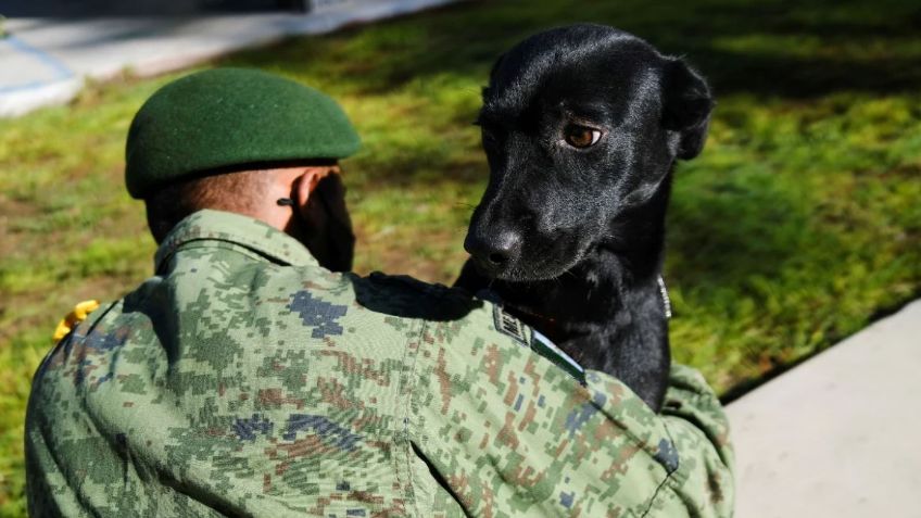 El Ejército Mexicano rescata a perros abandonados para detectar Covid-19 en el aeropuerto de Santa Lucía