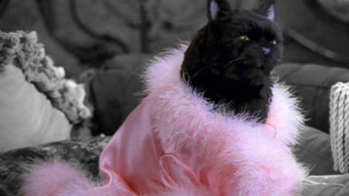 Desde 'Tom' hasta 'Salem': Descubre a los gatos más famosos de las series de televisión