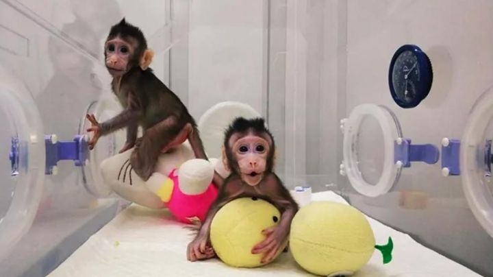 Virus del mono B: China confirma el primer deceso humano; fue un veterinario de 53 años