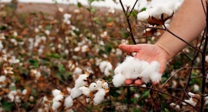 Sader declara a Sonora libre de plagas en el cultivo de algodón