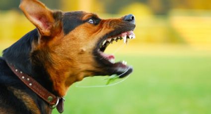 FUERTES IMÁGENES: Una jauría de perros ataca a Iván y a Saúl; uno está herido y el otro falleció