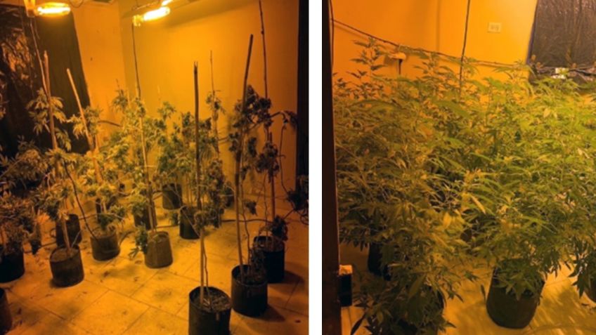 Golpe al narco: Catean vivienda y dan con plantío de marihuana en Magdalena de Kino
