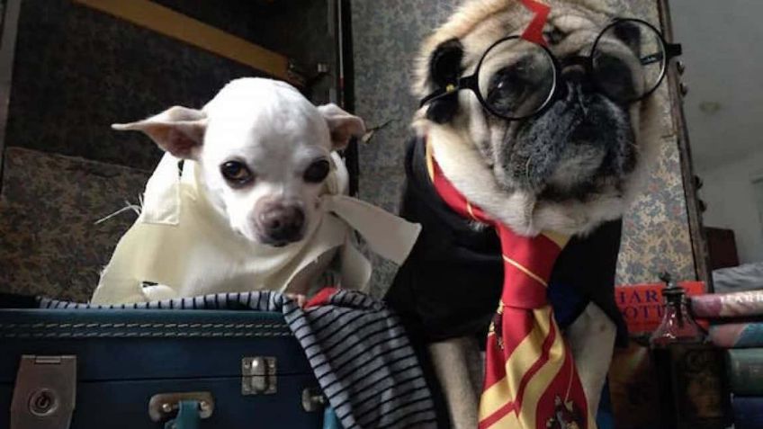 ¿Amas la lectura? Entonces estos nombres para perros inspirados en libros te fascinarán