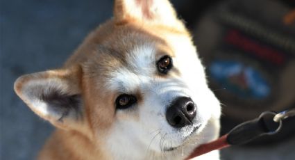 Entra en el espíritu de las Olimpiadas de Tokio 2020 y ponle a tu perro un nombre en japonés