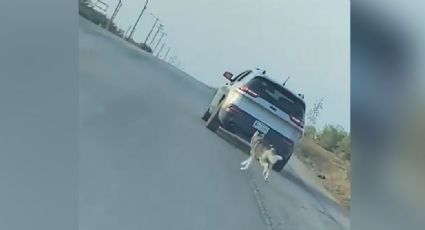 Maltrato animal: Hombre abandona en medio de la carretera a su perro husky; ya fue detenido